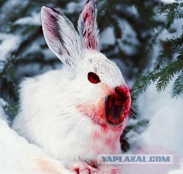 Зай, убивай