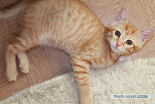 Котовторник 04.08.2015