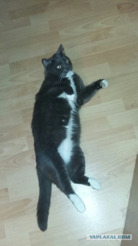 Котовторник
