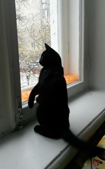 Котовторник 17.11.2015