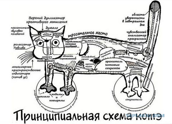Позитивные картинки на мотоциклетную тему