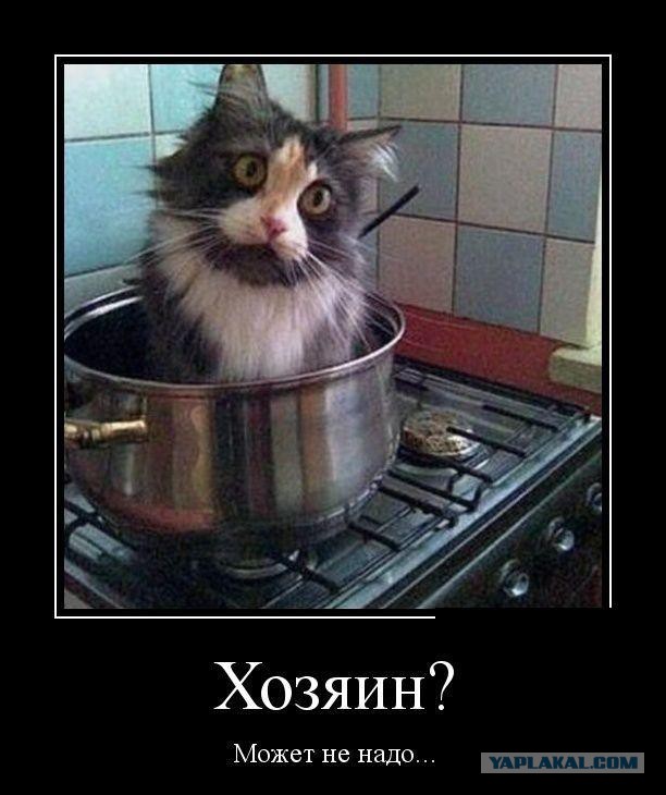 Этого кота убьют на ваших глазах за 5000 рублей