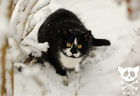 Зимний котомёт