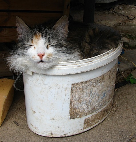 Коты из сети