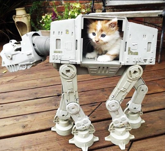 Коты и Кошки
