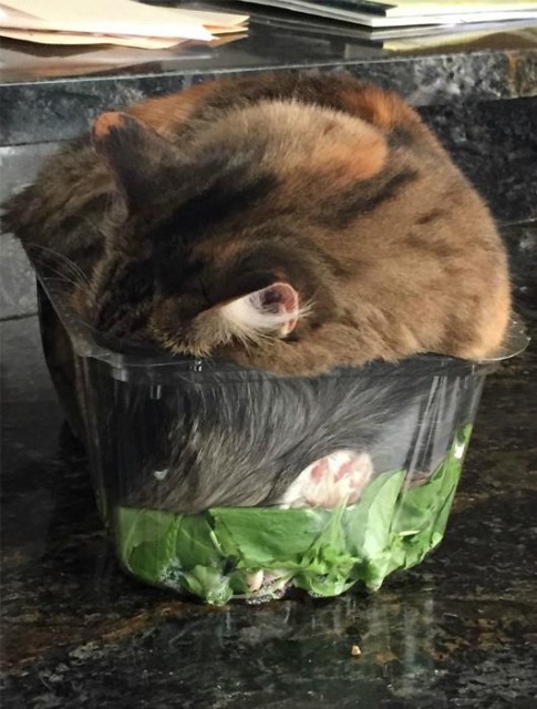 Коты и Кошки