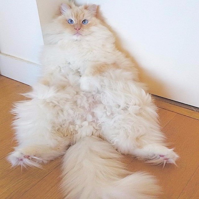 Коты и Кошки