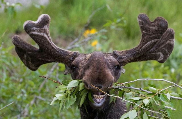 Финалисты самого смешного фотоконкурса в природе — Comedy Wildlife Awards 2017