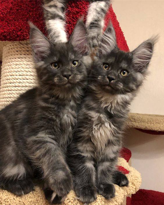 Котовторник 19.06.2018