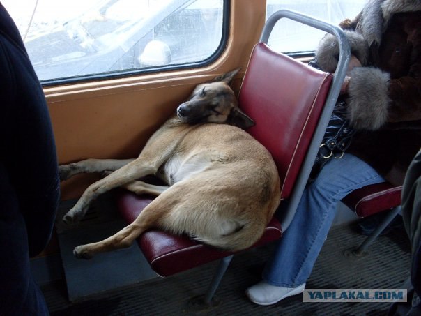 Неожиданный пасасжир