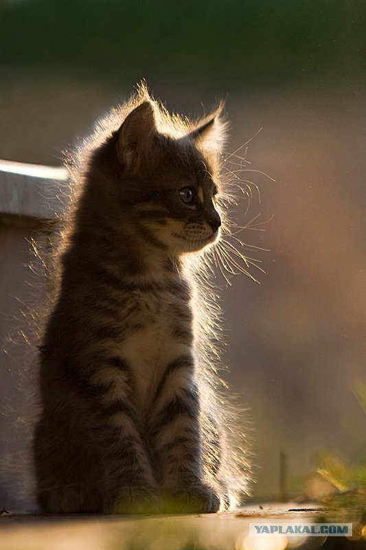 Последний котовторник августа