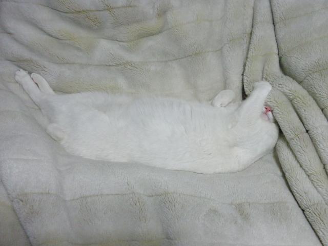 Котейкин вторник! Космический 12.04!
