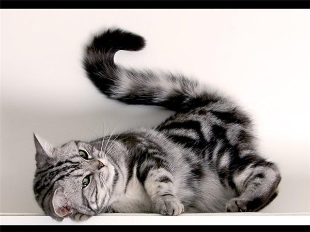 Начинаем котовторник!