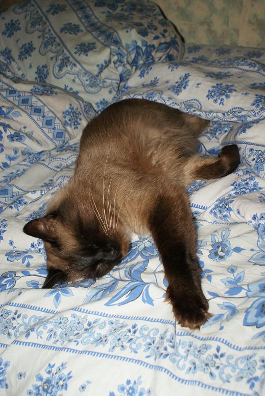 Котовторник 03 07 2012