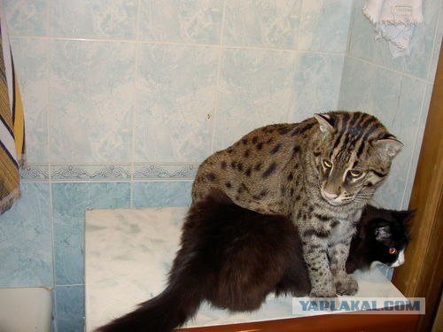 Рыбный кот