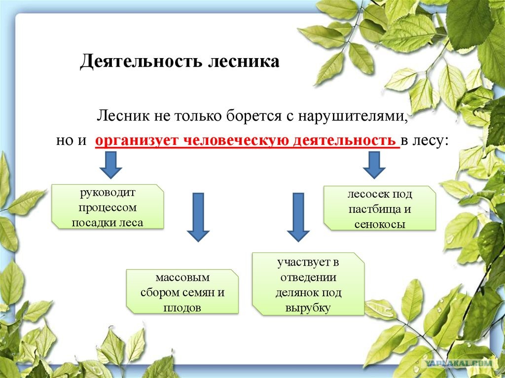 Фотографии ПРОФЕССИЯ ЛЕСНОЙ РАБОЧИЙ