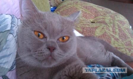 Котовторник  19.03.2013