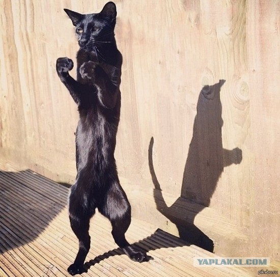 Котик Маркиз