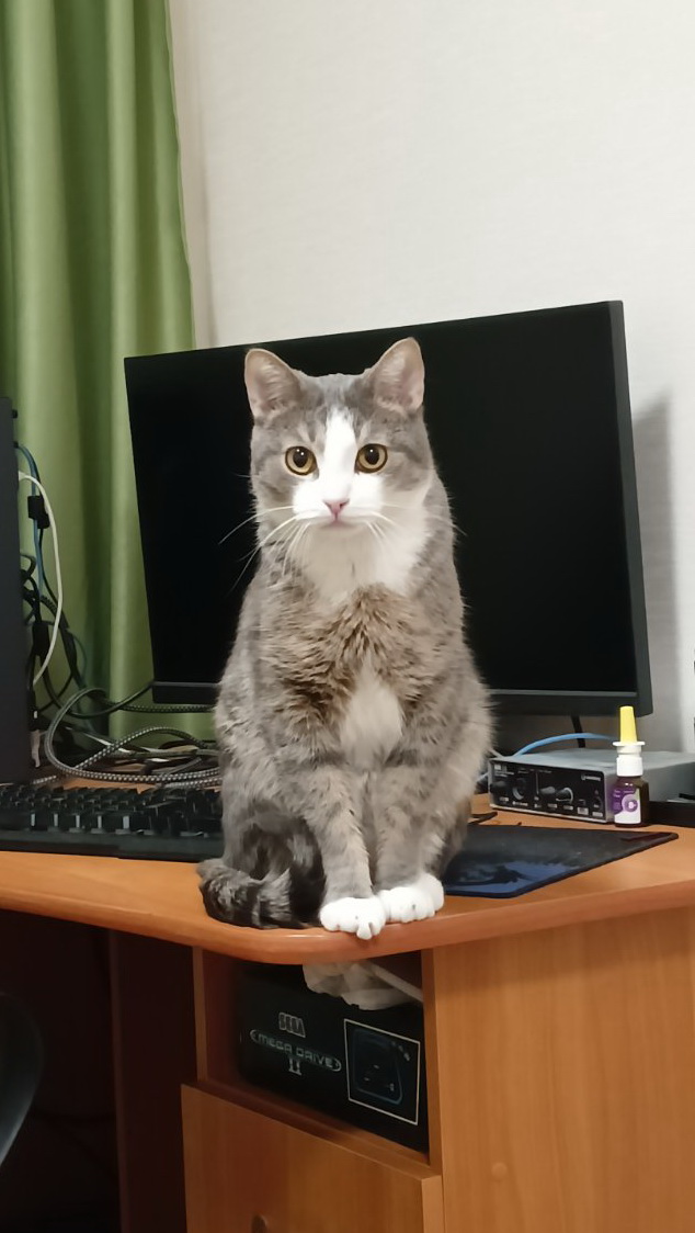 Котовторнику посвящается