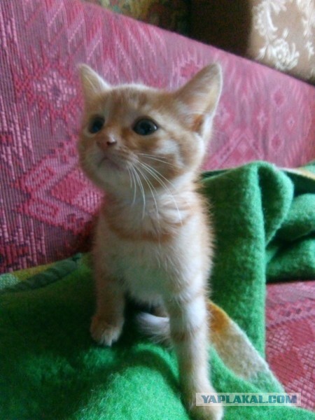 Начинаем котофторник?