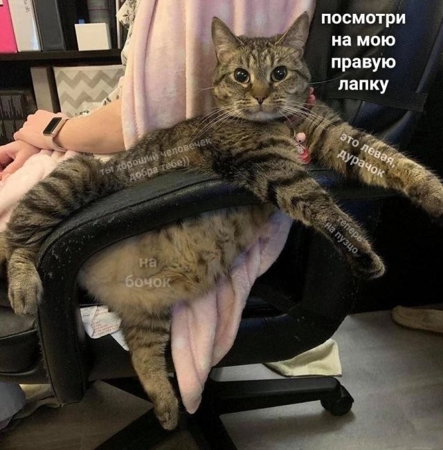 Отряд быстрого деградирования
