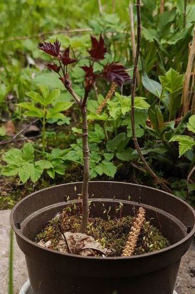 Литературная беседка v.1