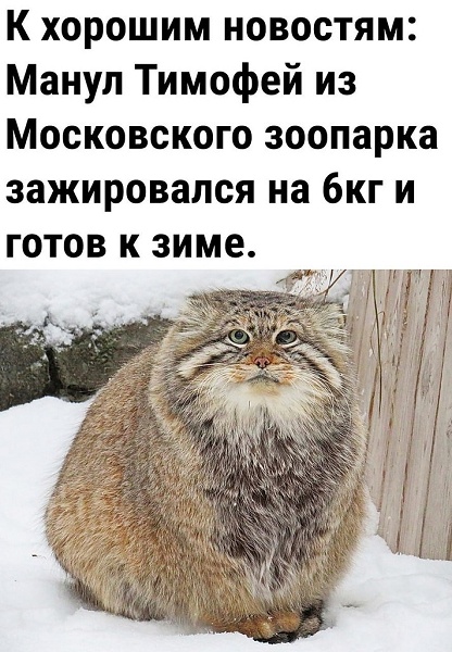 Друзья нужна помощь. С котом.