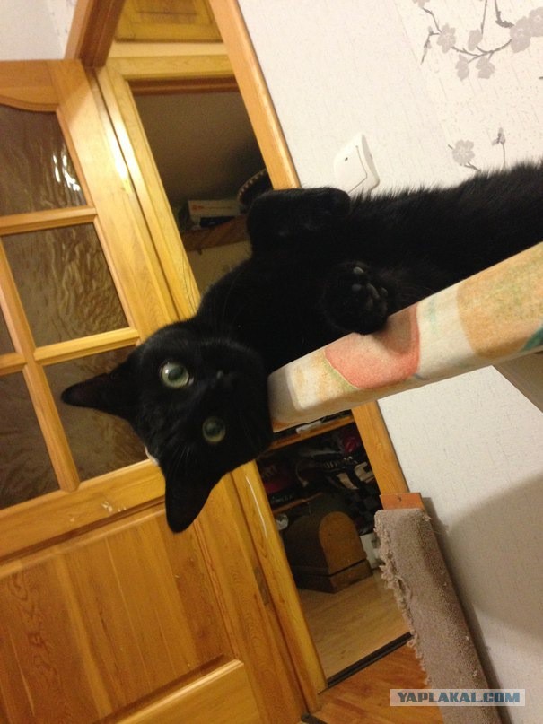 Котовторник 25.02.2014