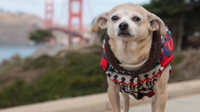 Собака на сутки стала мэром Сан-Франциско
