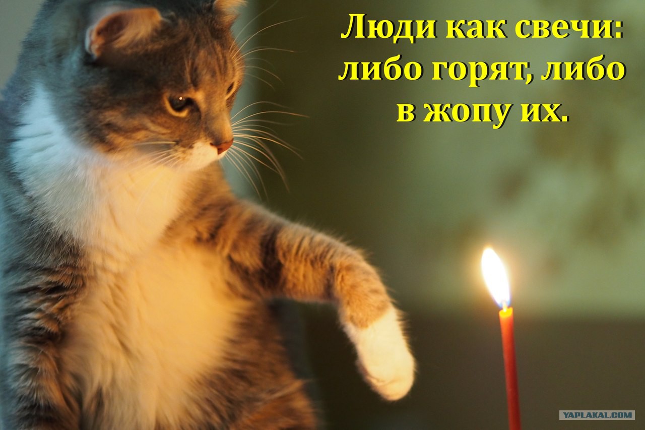 Кот И Свеча Фото