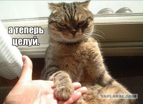доминируй властвуй унижай картинки онлайн доминируй властвуй унижай картинки