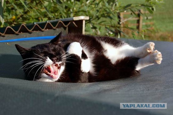 Лучший подарок от Путина