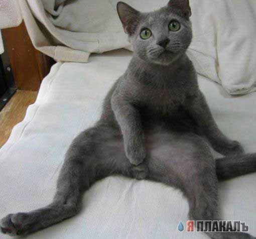 Коты, кошки, котята