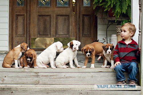 Собакочетверг