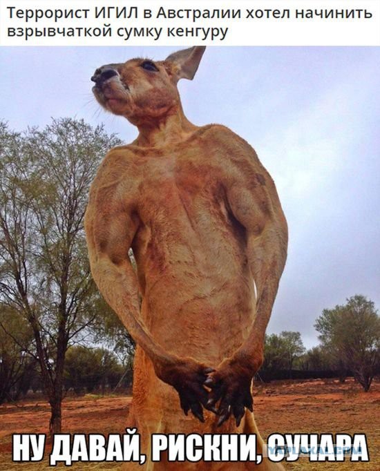 Прикольные картинки