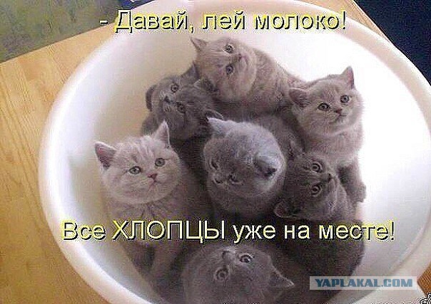 21 преимущество жизни с котом