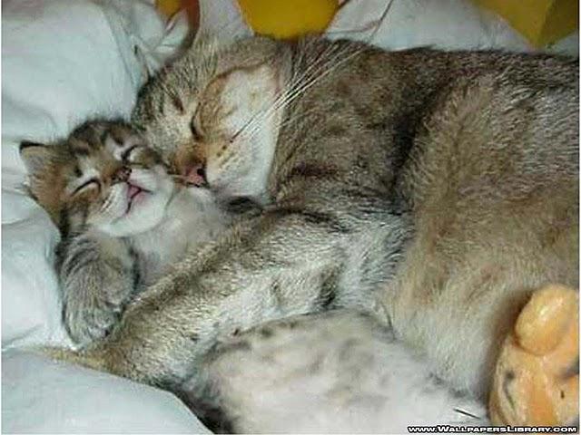 Демы к котовторнику!