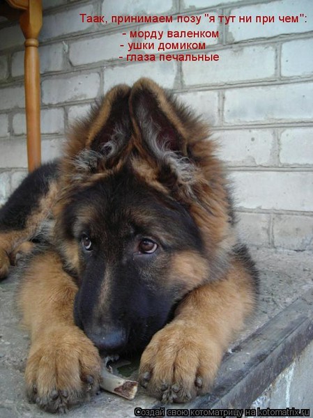 Шикарный собак защищает лобстера от ужина