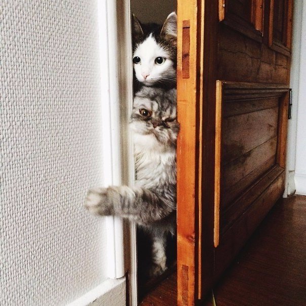 Божьи твари