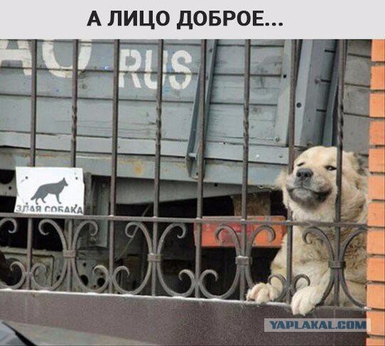 Картинки из ваших интернетов