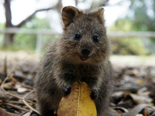 Австралиец спас детеныша коалы от собственной собаки