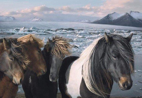 Самые смешные животные