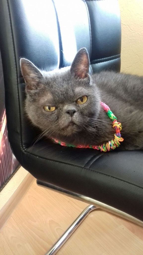 Коты и Кошки