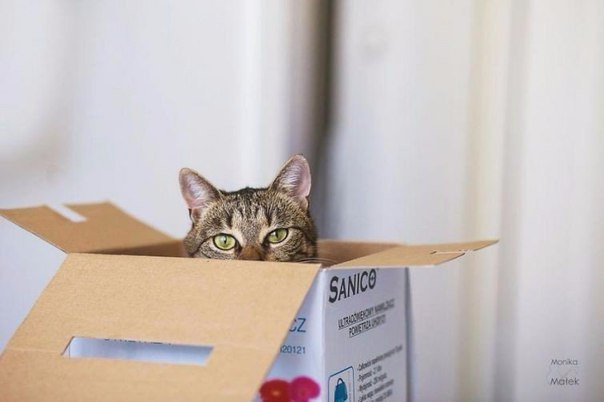 Коты и Кошки