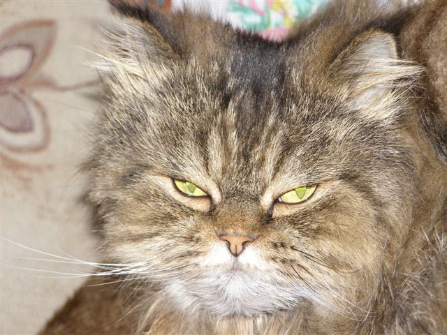 Котовторник на ЯПлакалъ