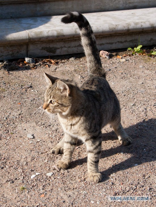 Котовторник на ЯПлакалъ: Кото и кто-то!