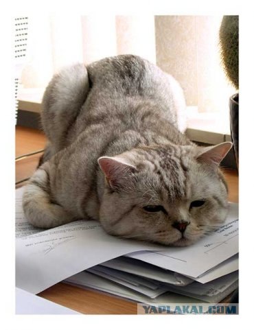 Котовторник (20.01)