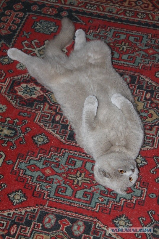 Котовторник 20.12.2011