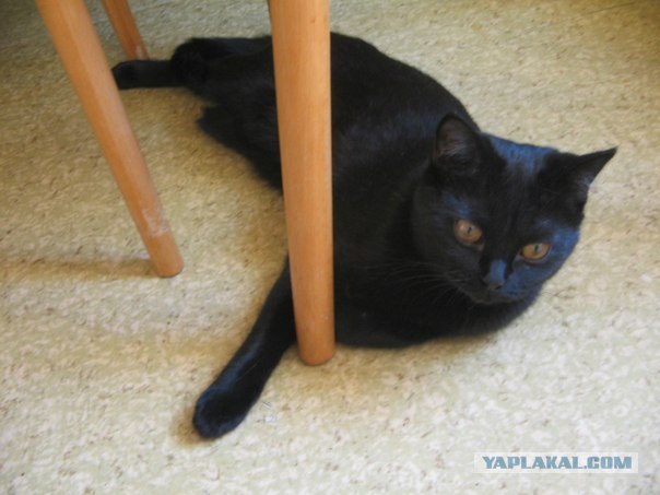 Котовторник 24.04.2012