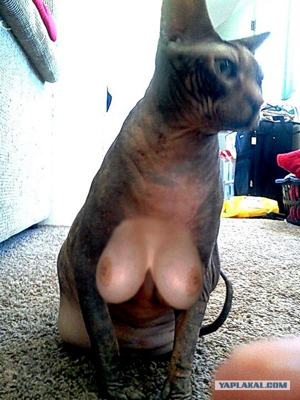 Я слышал тут любят котэ